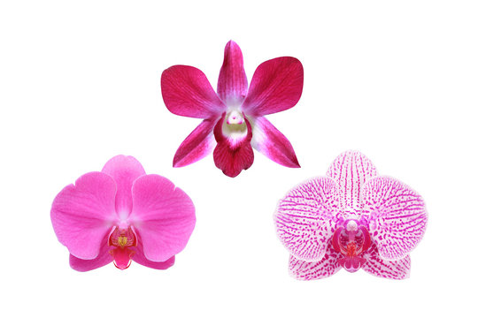 Red Orchid Flower isolated on white background