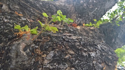 green moss on the rocks