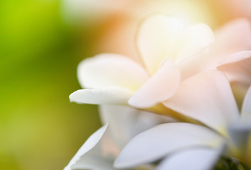 Plumeria flower or frangipani flower plant in the garden summer