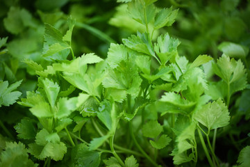 celery plantation - green parsley leaf vegetable growing in the garden