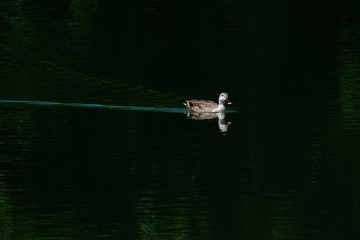 Fototapeta na wymiar duck