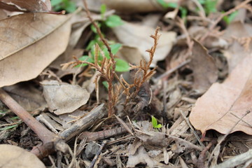 naturaleza 
