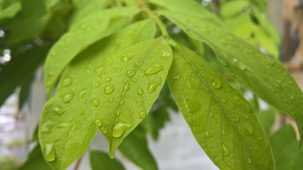 green leaf with drops of water