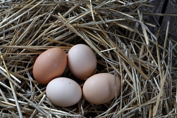 chicken eggs in a nest of straw