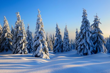 Snow-covered winter landscape, snow-covered spruces, Harz National Park, Saxony-Anhalt, Germany, Europe