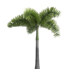 Palm Tree 3d illustration isolated on the white background