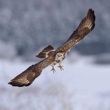 Common buzzard (Buteo buteo), light coloured morph flying, winter landscape, biosphere area, Swabian Jura, Baden-Wurttemberg, Germany, Europe