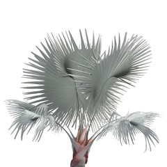 Palm Tree 3d illustration isolated on the white background
