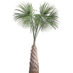 Palm Tree 3d illustration isolated on the white background