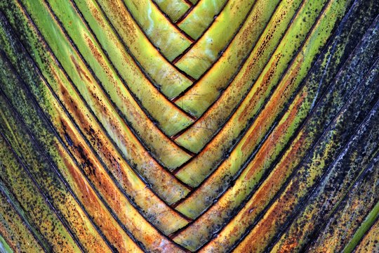 Tree trunk, Traveller's palm (Ravenala madagascariensis), detail view, La Fortune, province Alajuela, Costa Rica, Central America