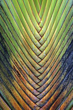 Tree trunk, Traveller's palm (Ravenala madagascariensis), detail view, La Fortune, province Alajuela, Costa Rica, Central America