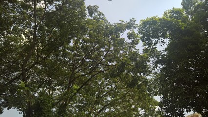 green trees with the sky