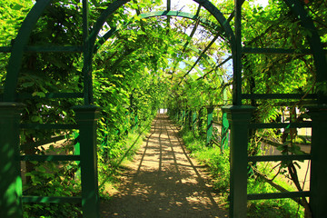 Tunnel of green plants on a lattice with a gate in the form of an arch
