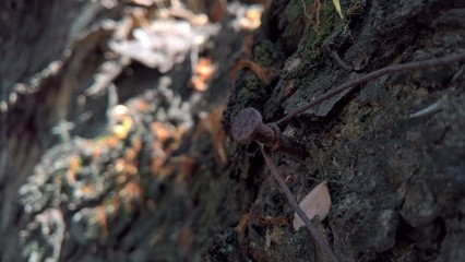 nail and wire on tree