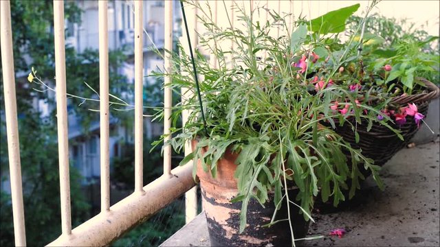Time-lapse of a drooping rucola plant moving upright after watering