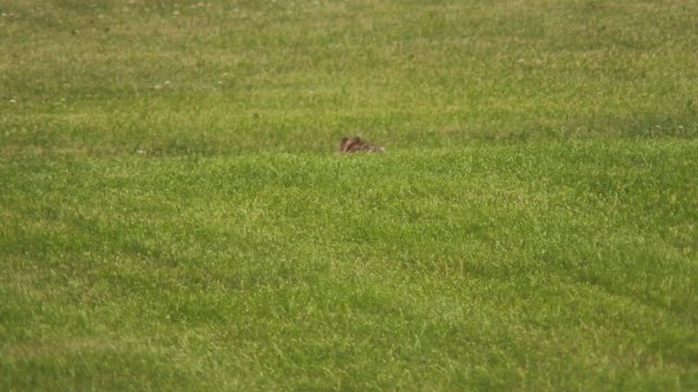 Rabbit grooming in a field