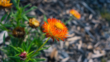 orange flower