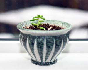 Succulent clipping growing in pot on window sill