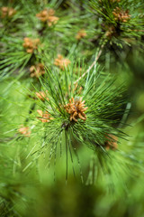 Naklejka na ściany i meble Outdoor spotted pine tree closeup，Pinus thunbergii Parl.