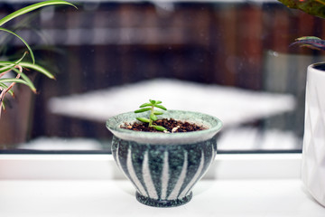 Succulent clipping growing in pot on window sill