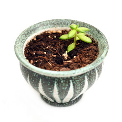 Succulent clipping growing after transplant into green pot