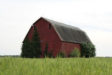 Obraz premium Red Barn and Wheat 2019