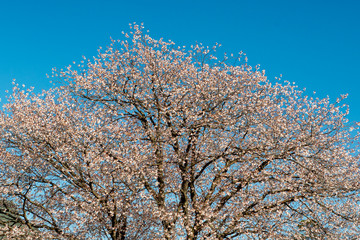 山桜