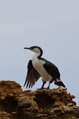 black faced cormorant