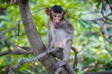 Cute monkeys lives in a natural forest of Thailand.