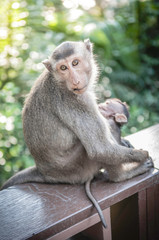 Cute monkeys lives in a natural forest of Thailand.