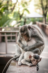 Cute monkeys lives in a natural forest of Thailand.