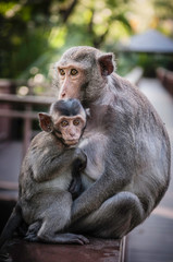 Cute monkeys lives in a natural forest of Thailand.