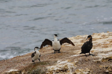 black faced cormorant