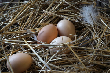 chicken eggs in a nest of straw