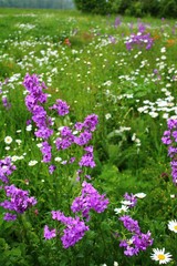 blumenwiese insektenweide