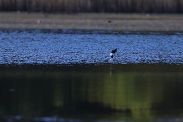 white necked stilt