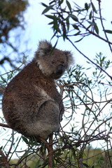 koala