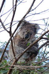 koala