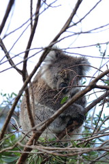 koala