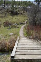 wooden bridge in the forest