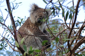 koala