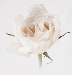 Fototapeta na wymiar Rose Vintage Flowers In warm tones