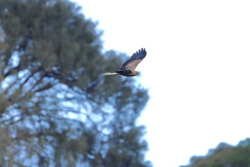 whistling kite