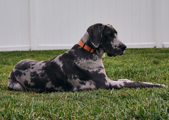 portrait of a dog, great dane 7 months old puppy resting in the grass