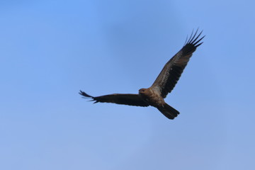 Obraz premium whistling kite