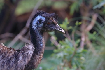emu