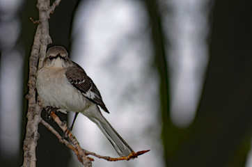 Bird looking at us