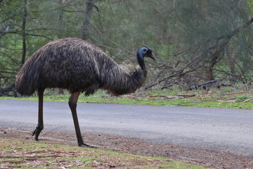 emu