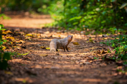 Indian Grey Mongoose On A Forest Path