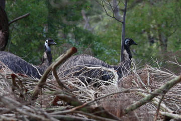 emu